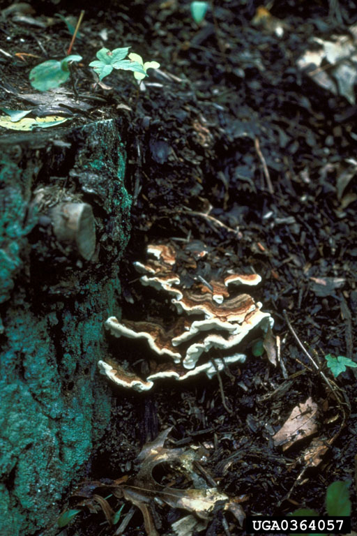 fruiting bodies