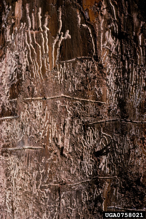 Trees attacked by Scolytus ventralis showing variety of attack patterns: top kill, branch attacks and total tree kill.