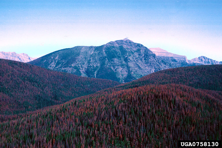 Aerial view of severe tree mortality in lodgepole pine