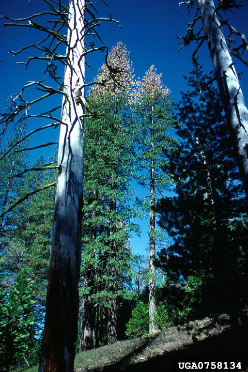 Trees with top kill from Ips attack, Rubicon River drainage.
