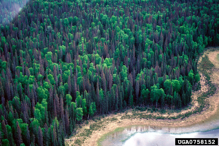 Aerial view of tree mortality