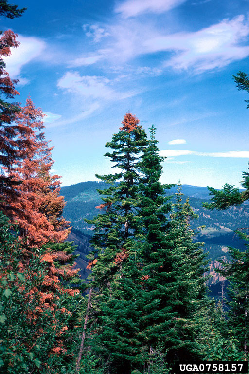 Trees attacked by Scolytus ventralis showing variety of attack patterns: top kill, branch attacks and total tree kill.
