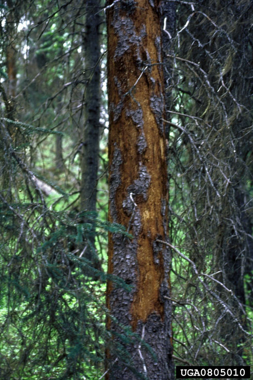 woodpecker activity