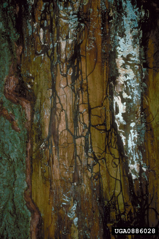 Rhizomorphs and mycelial fan