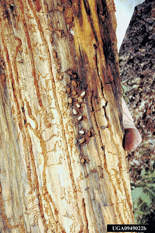 Egg galleries with adults