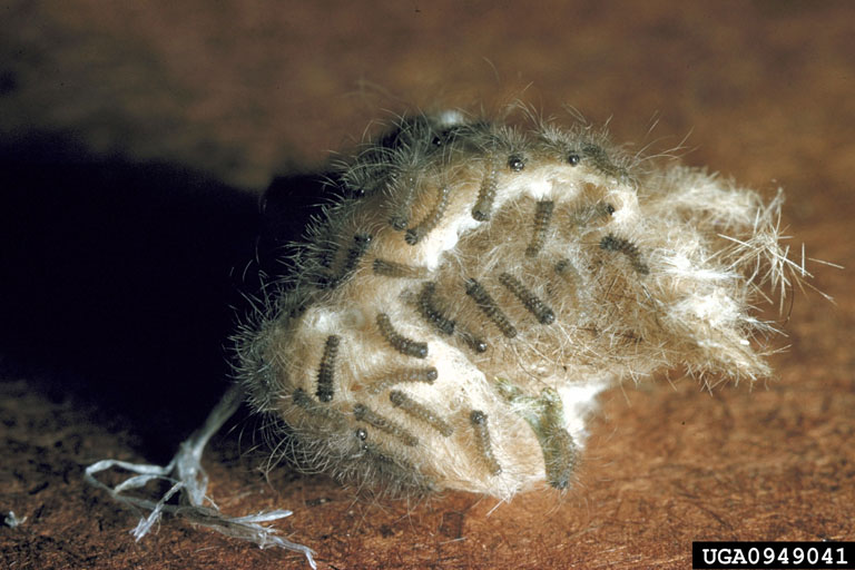 Mass with newly hatched larvae