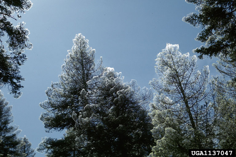 Silken webbing from dispersing first instar larvae blankets white fir trees during an outbreak. Plumas County, California.