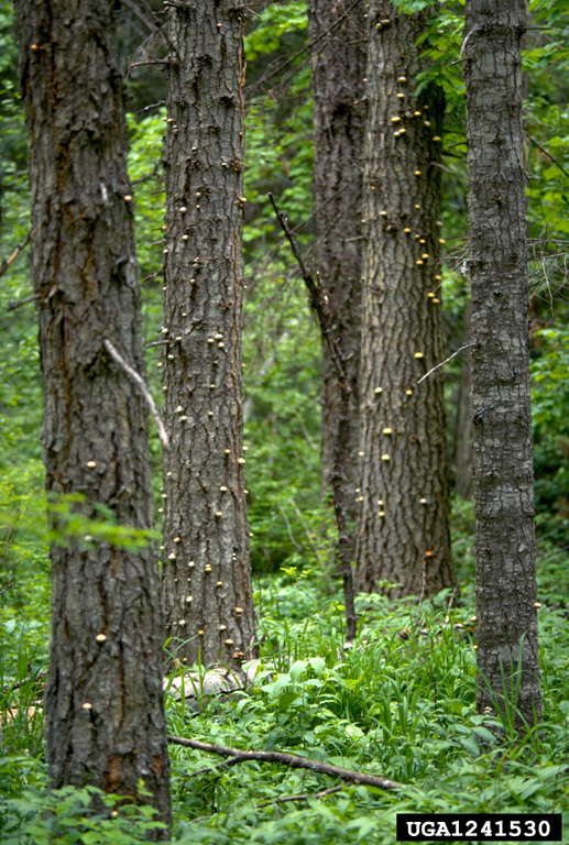 Pouch fungus fruits through bark beetle emergence holes on boles.