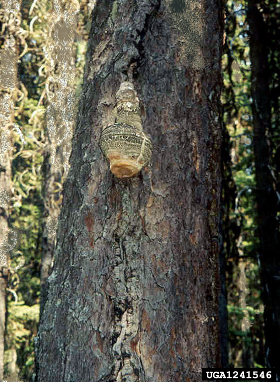 Typical quinine conk fruiting high on the stem of a tree.