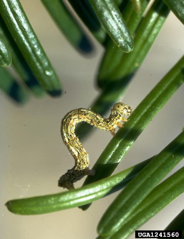 Western hemlock looper mature larvae