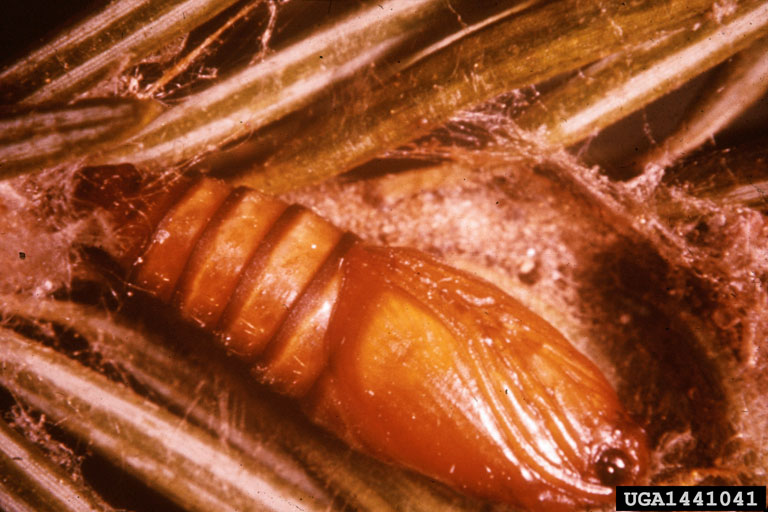 pupae