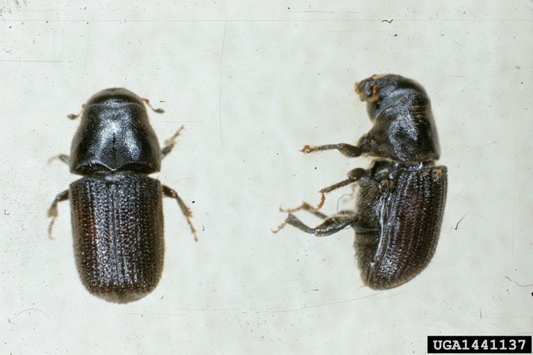 mature adult
