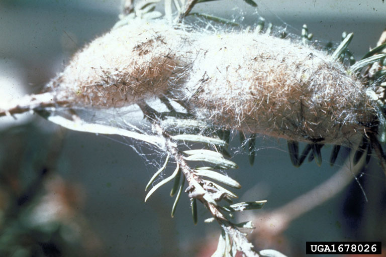 New cocoons on twig, no eggs