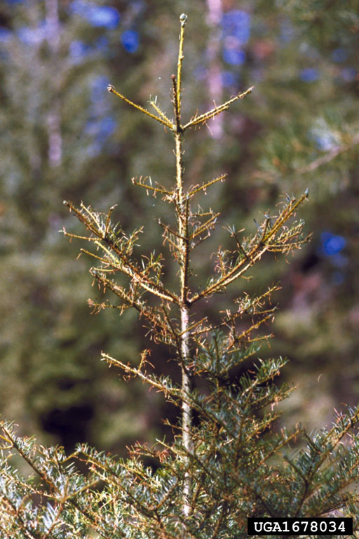 Douglas-fir tussock moth damage