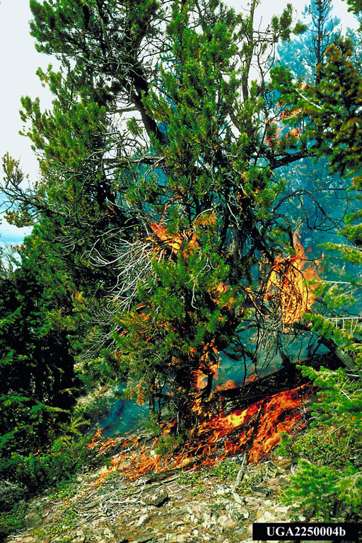 Wildlife burning infected trees