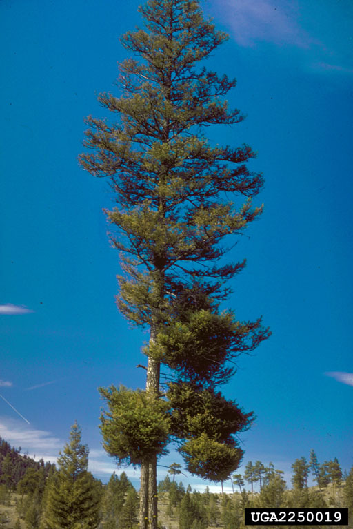 Witches' Brooms Infestation on Douglas-Fir