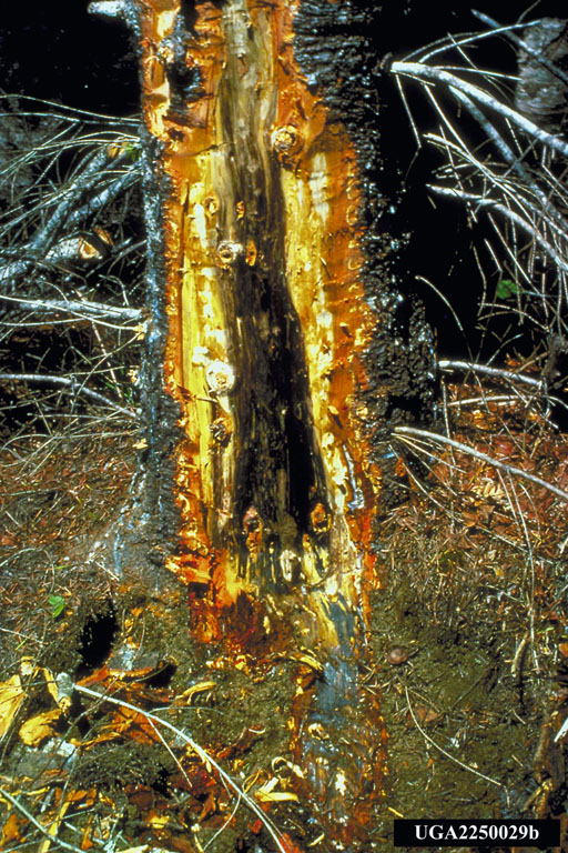 stained wood of Douglas-fir