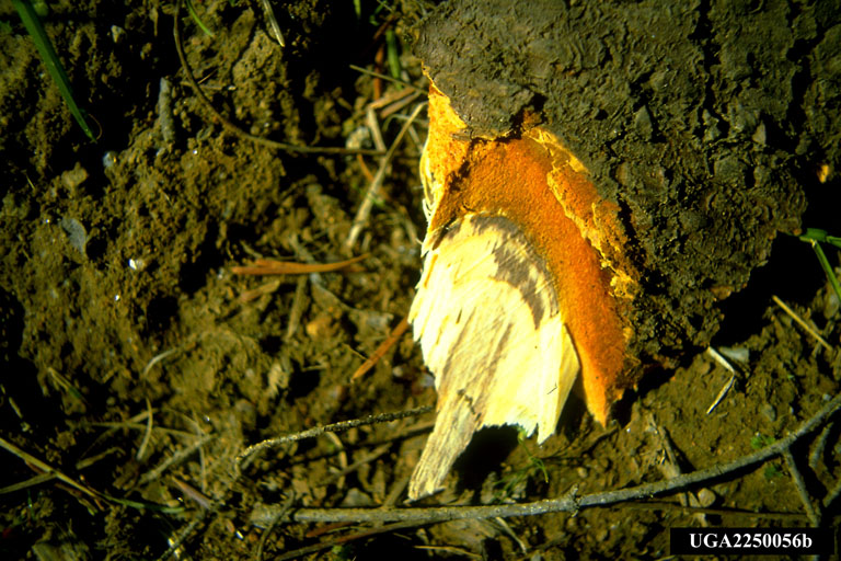 stained roots of Douglas-fir