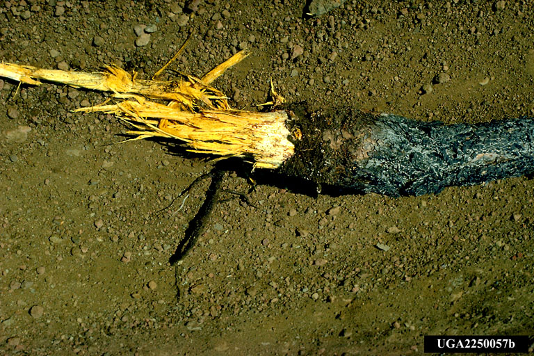 decayed root with button conks
