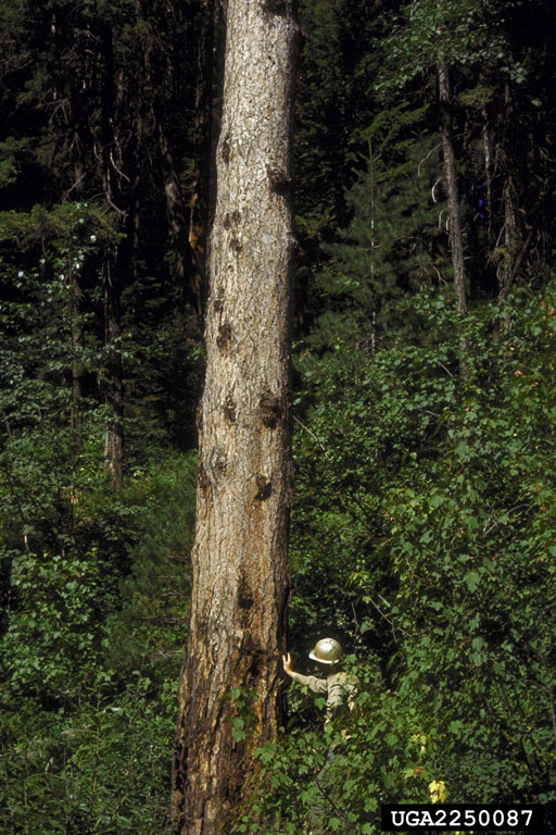 swellings on larch/punk knots