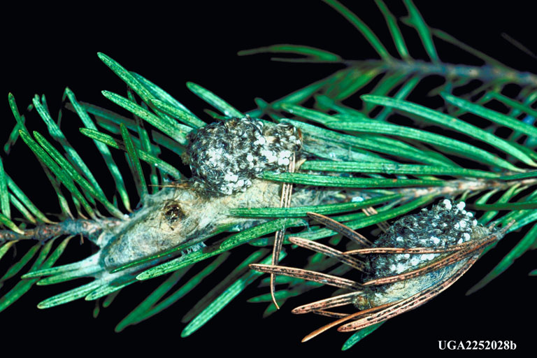 Masses and old pupal case