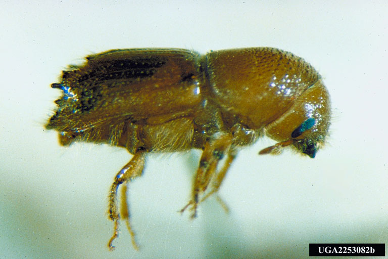adult