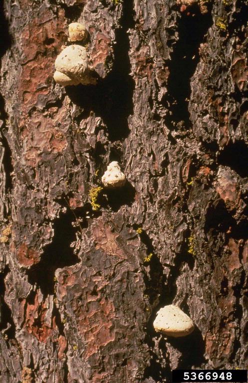 Conk of the pouch fungus, Cryptoporus volvatus, on the trunk of a conifer tree.