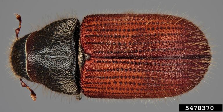 Dendroctonus rufipennis red form dorsal view