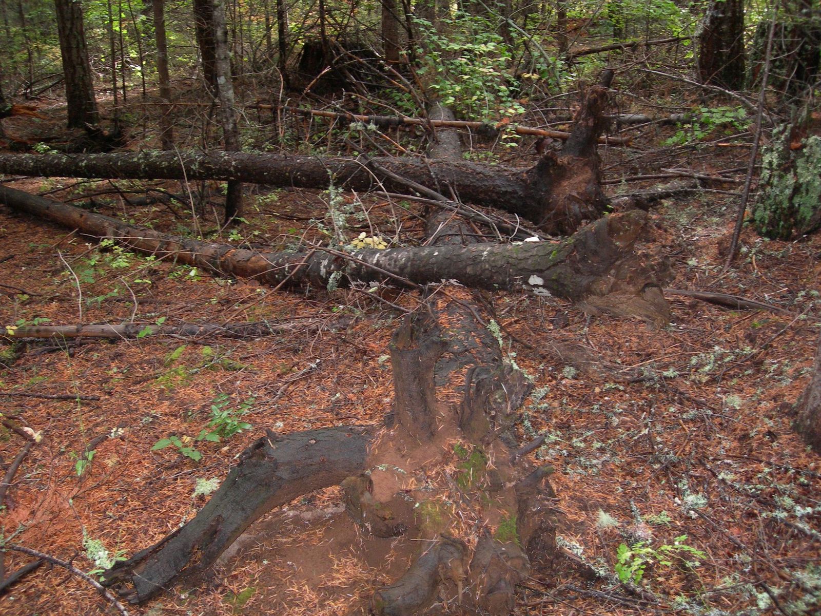 Rootballs