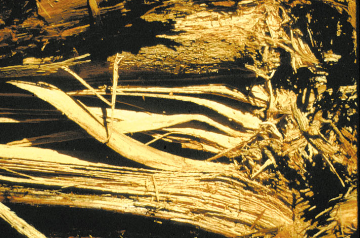 Laminae