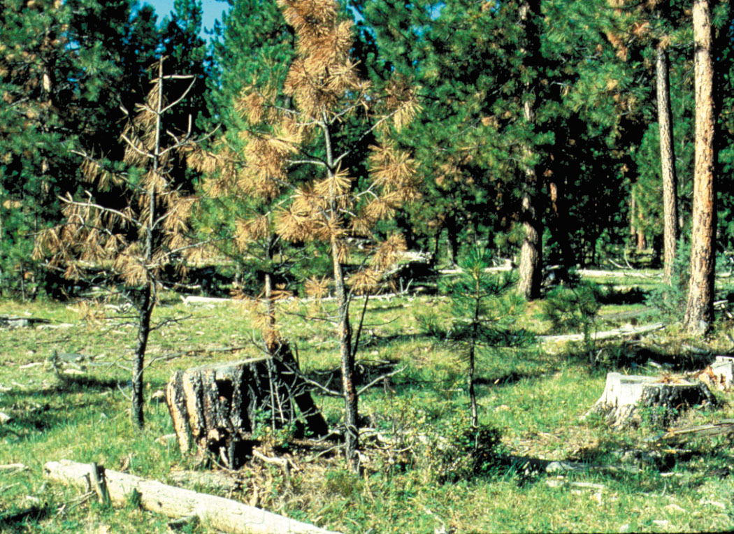 Dead or missing trees
