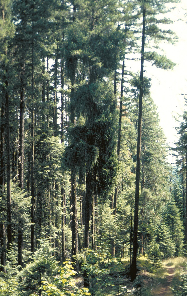 Douglas-Fir