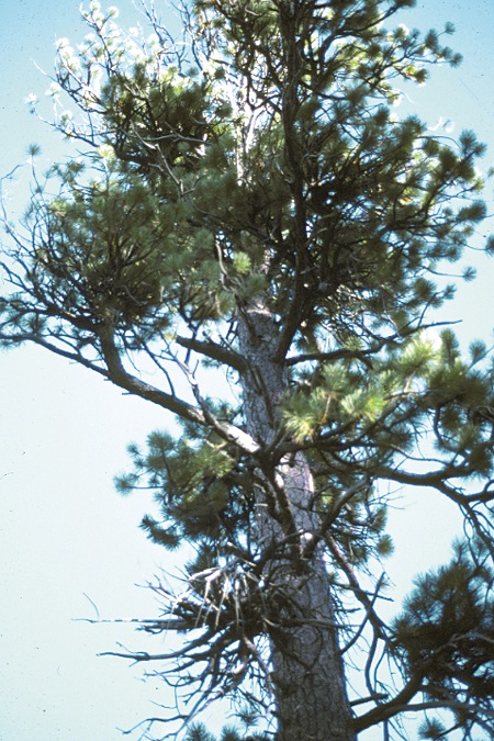 Ponderosa Pine