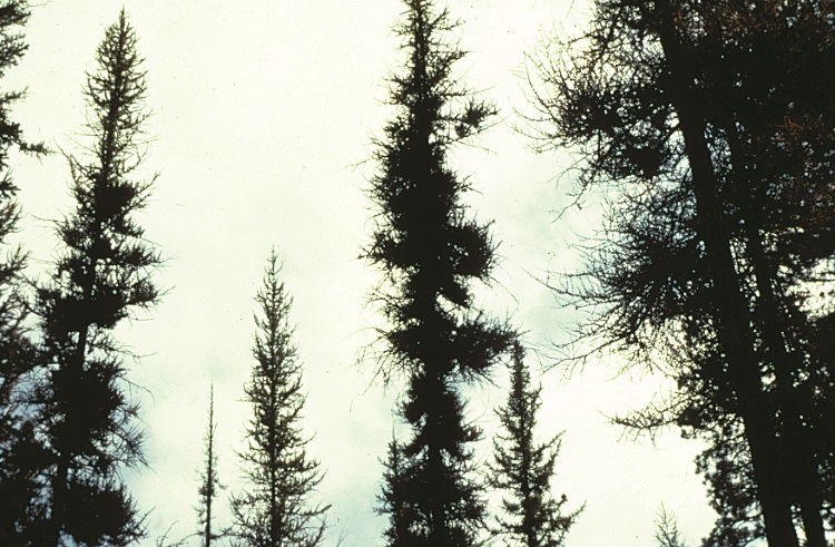 Western Larch