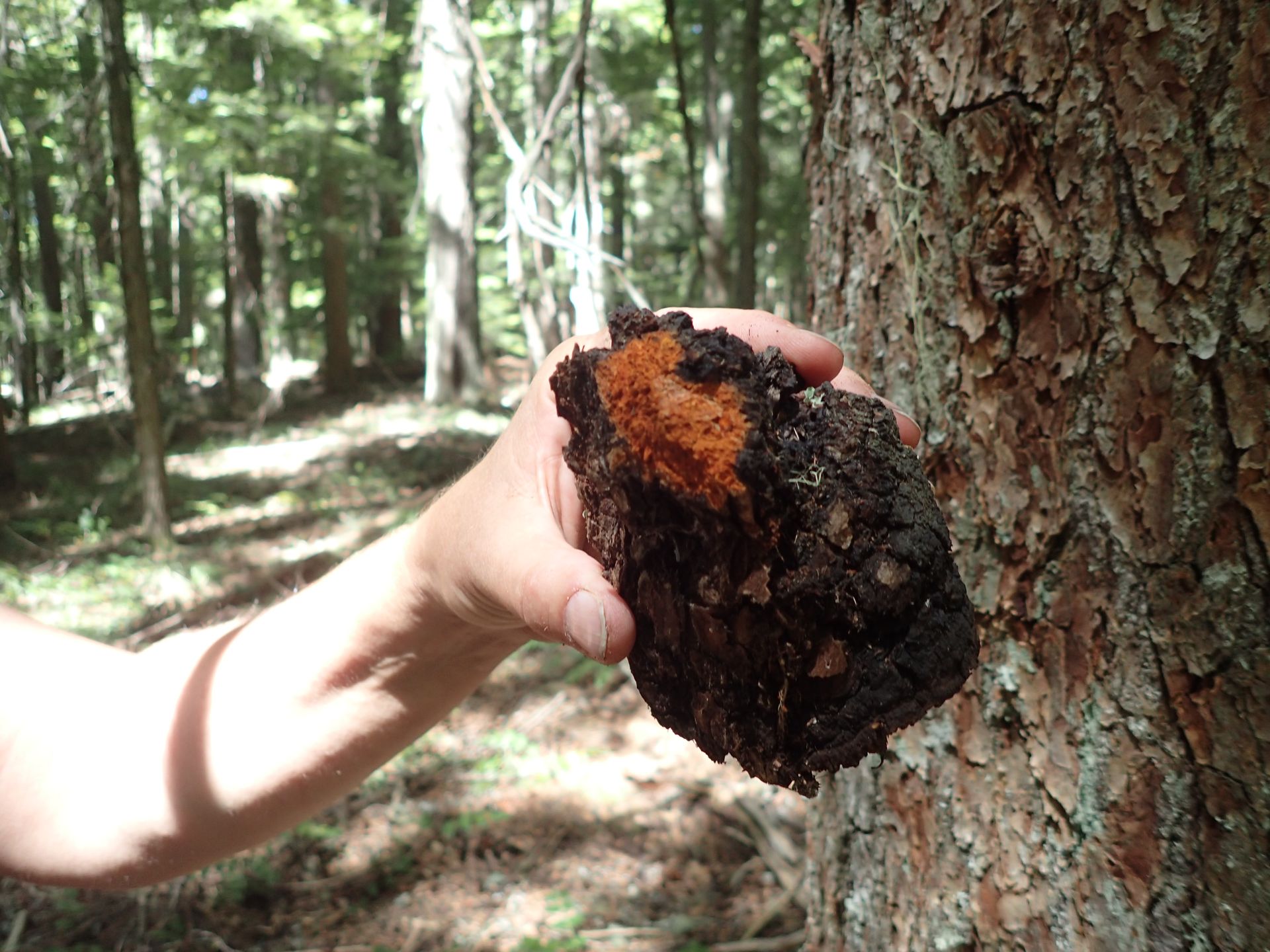 Interior of Indian Paint Fungus
