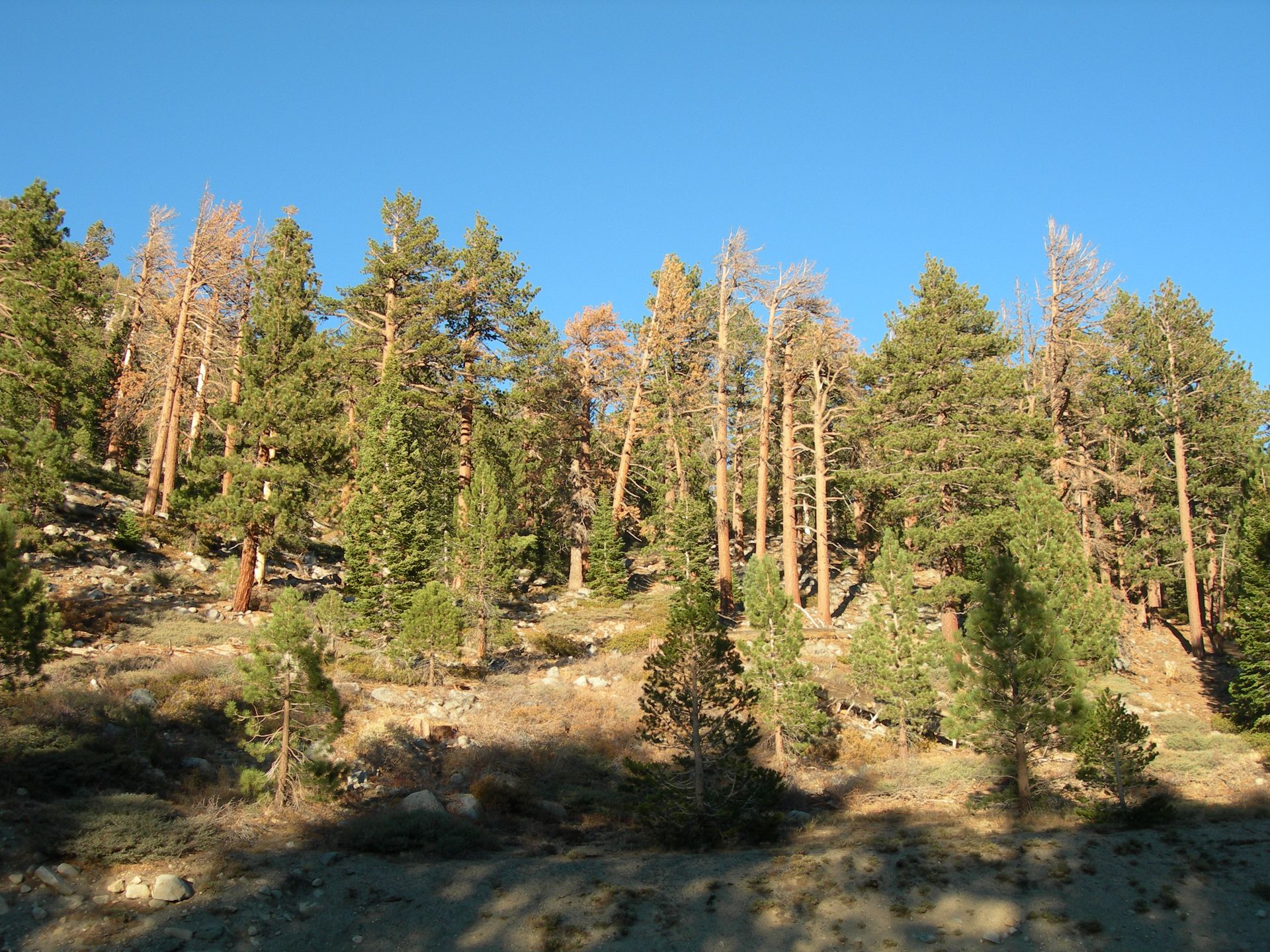 Jeffrey Pine Beetle kill