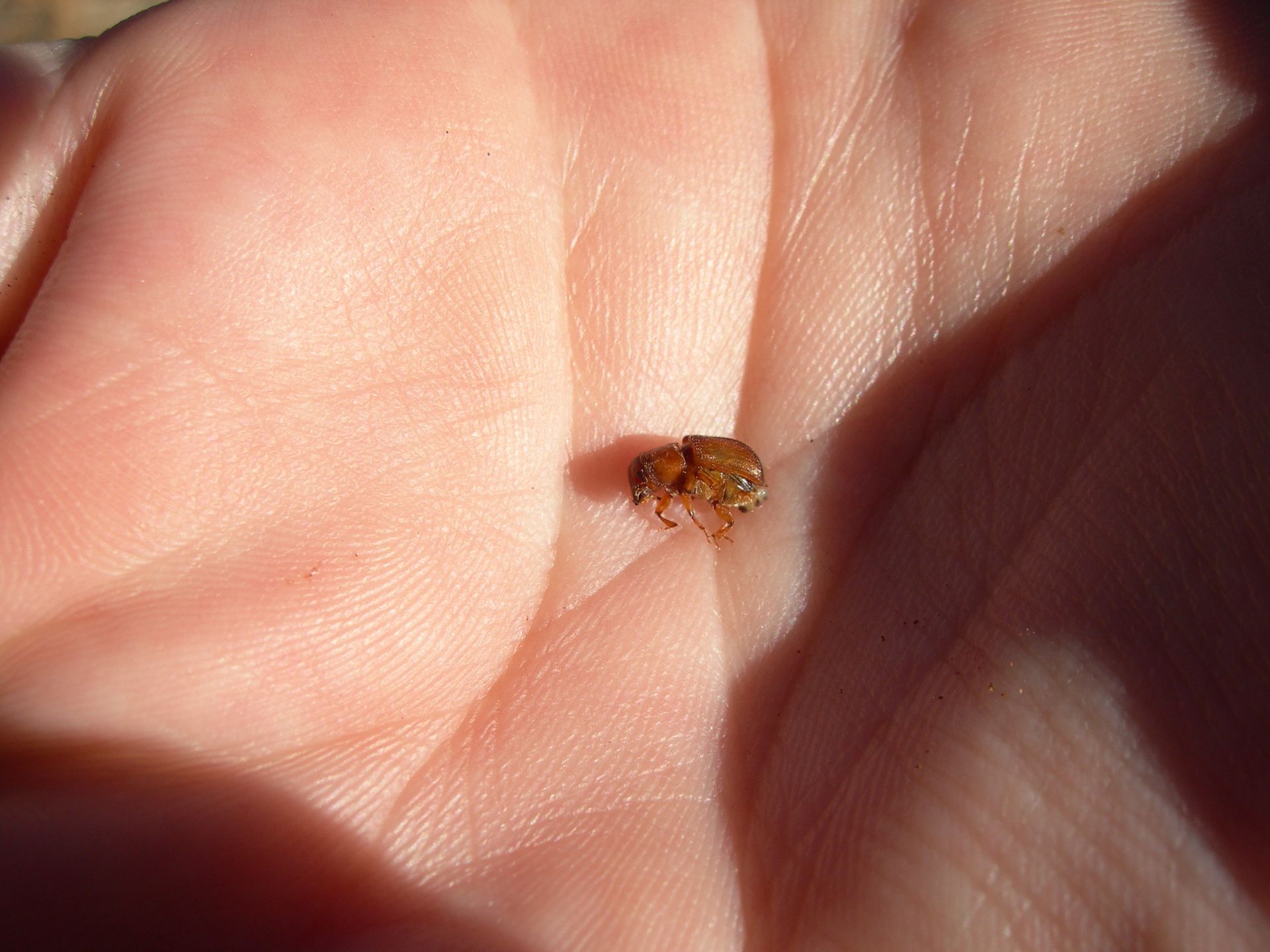 Jeffrey Pine Beetle adult