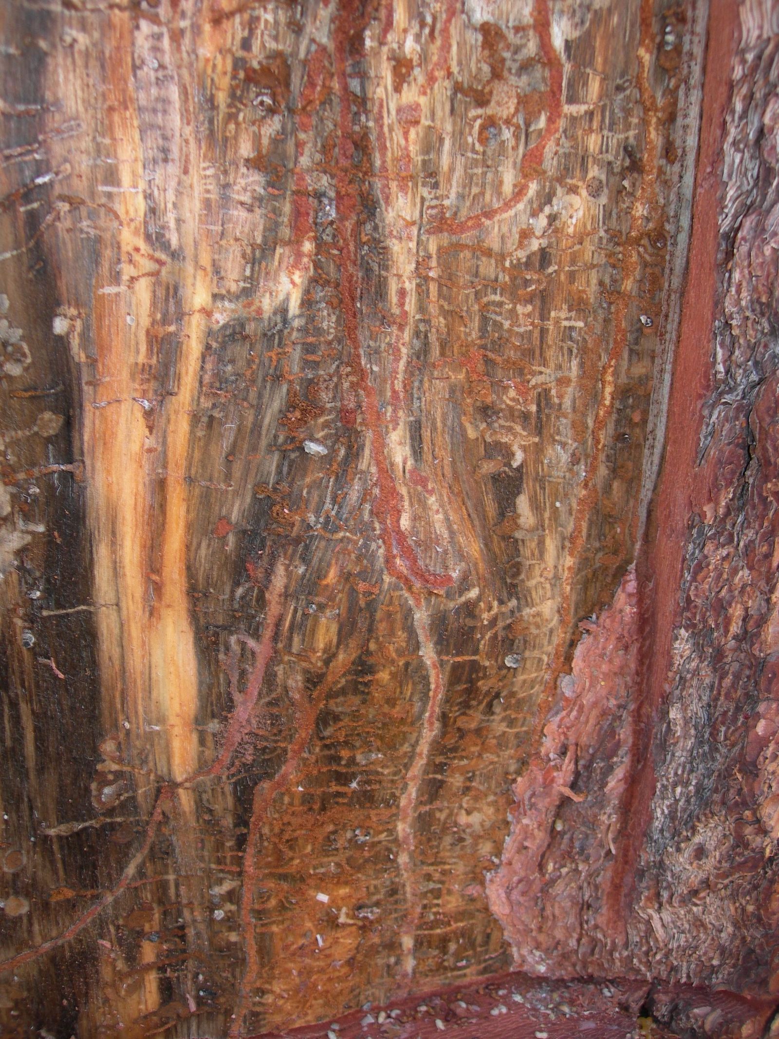 Jeffrey Pine Beetle egg galleries