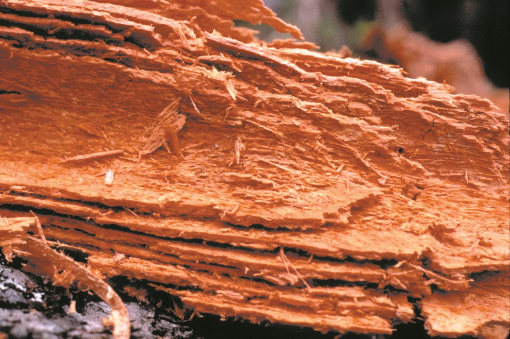 Laminated root rot advanced decay