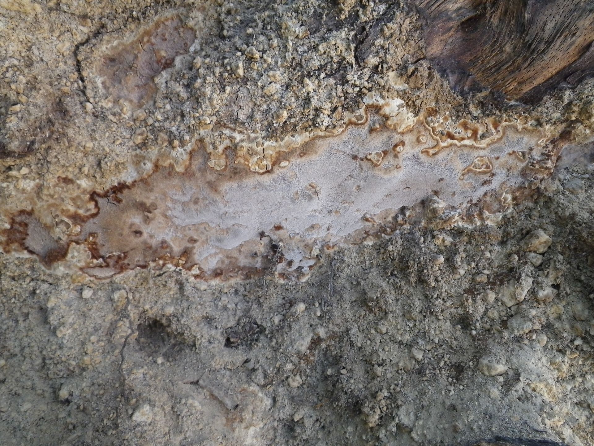 Laminated root rot fruiting bodies