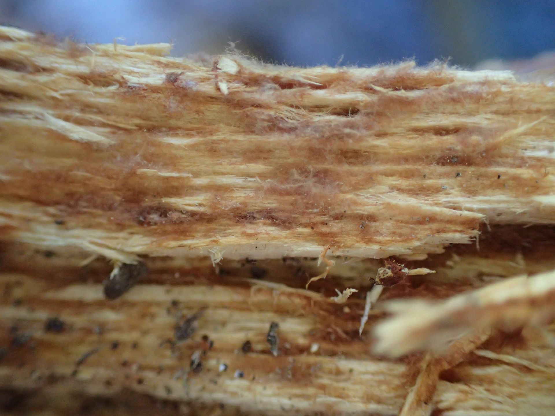 Setal hyphae