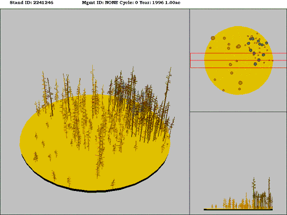Ponderosa Pine/Douglas-fir Forest