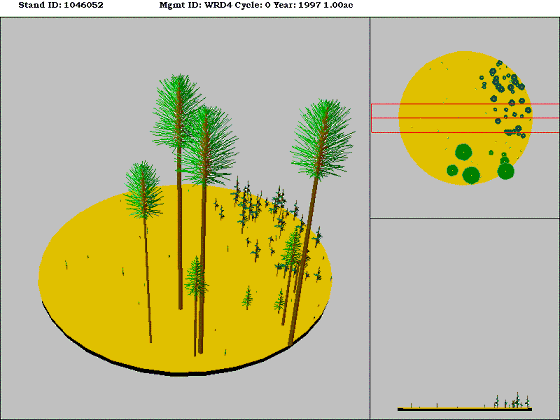Westside Lowland Conifer-Hardwood Forest