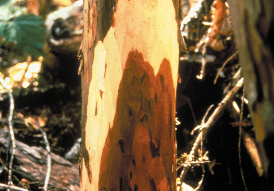 Diagnostic signs