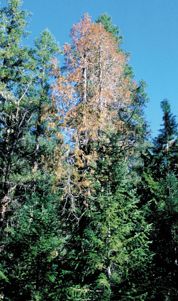 foilage discoloration