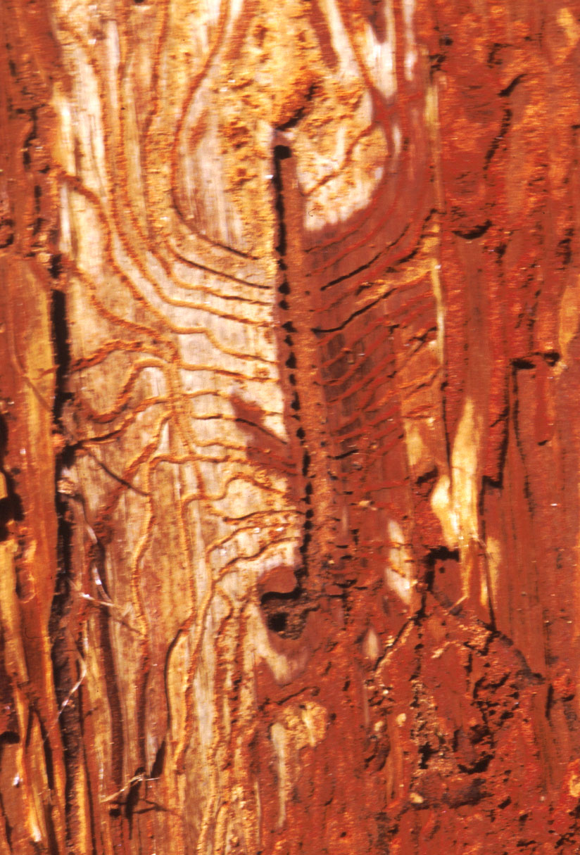 Cedar bark beetle egg galleries