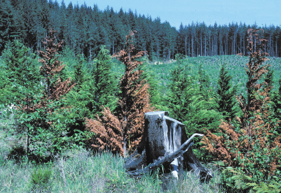 Infected areas