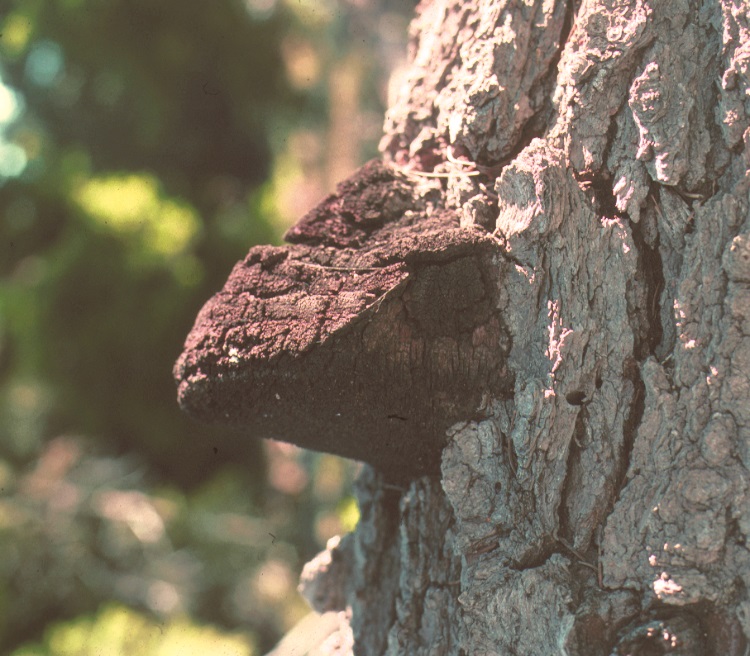 Indian paint fungus
