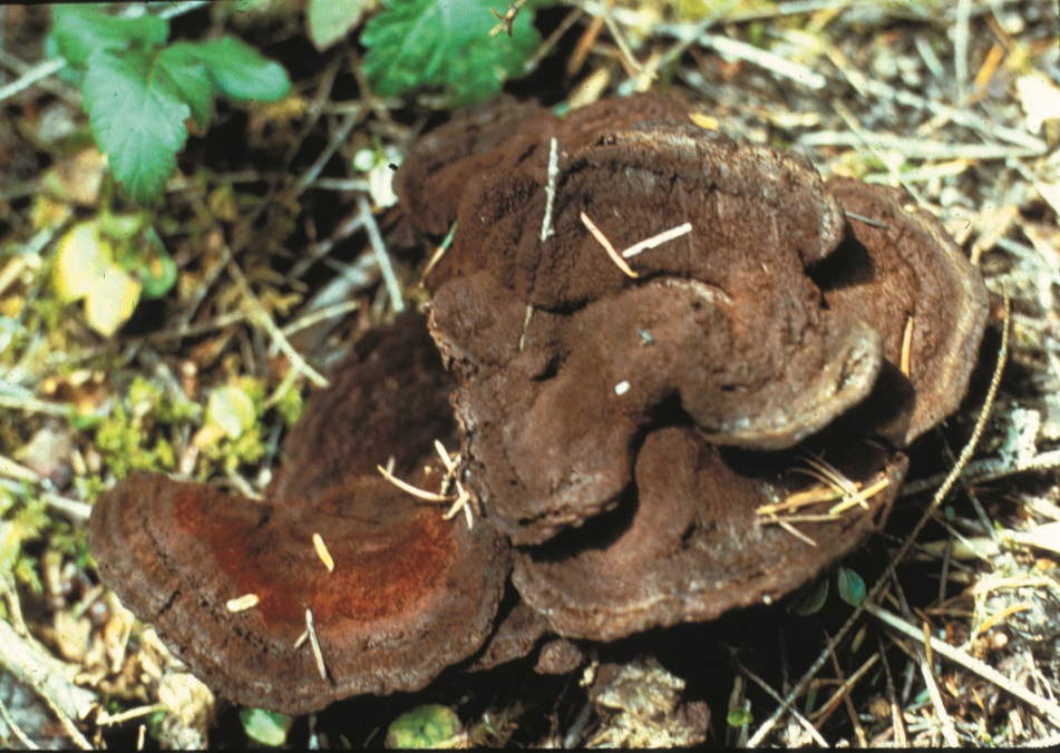 Schweinitzii root and butt rot