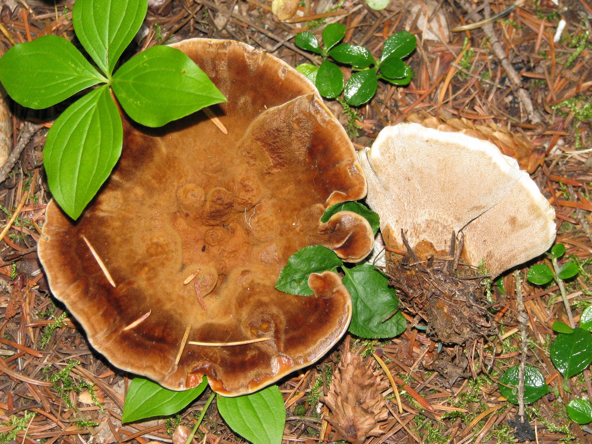 Fruiting bodies